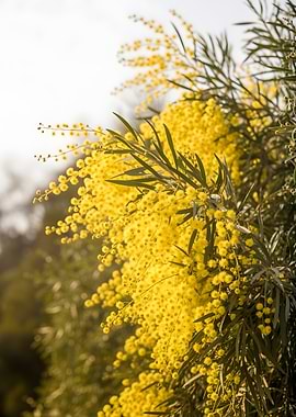 Yellow Mimosa Flowers and Green Leaves