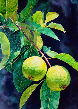 Vibrant Green Guavas Botanical Watercolor Art