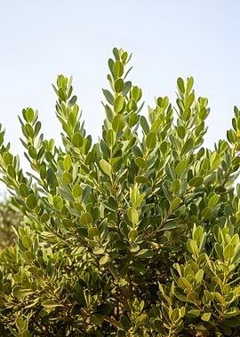 Green Bush Against Sky