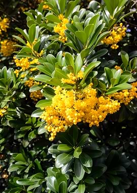 Yellow Flowers on Green Bush