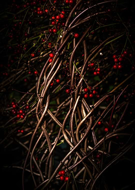 Twisted Vines with Red Berries
