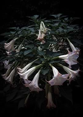 Angel's Trumpet Flowers