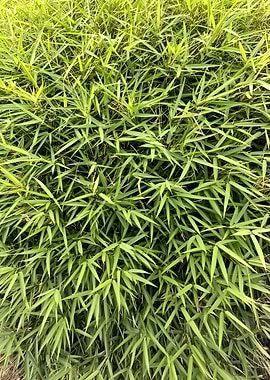 Dense Green Bamboo Leaves