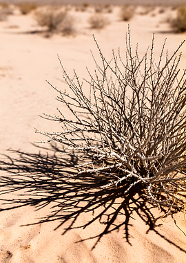 Desert Bush and Shadow