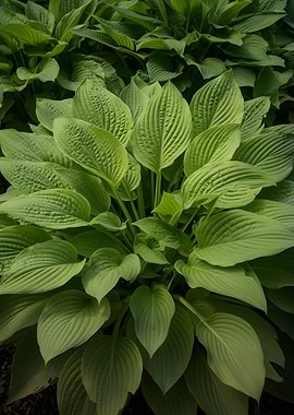 Lush Green Hosta Leaves