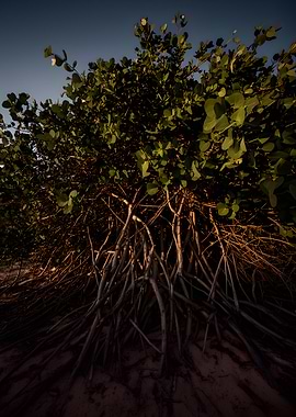 Mangrove roots against the sky