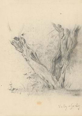 Pencil Sketch of an Old Tree Trunk