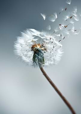 Dandelion Seeds