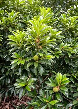 Green spiky fruit on a tree