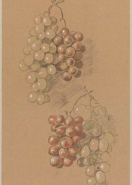 Two Bunches of Grapes