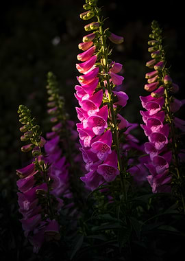 Pink Foxglove Flowers in Sunlight