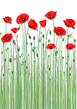 Red Poppies in Green Stems