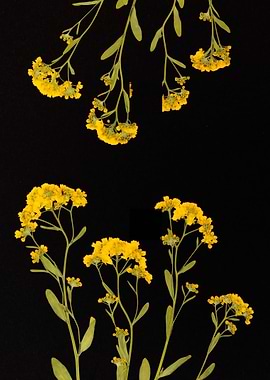 Yellow flowers on black background