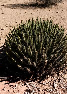 Desert Cactus Plant