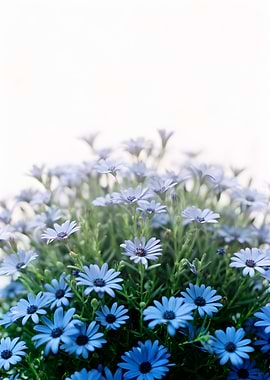 Blue Daisy Flowers