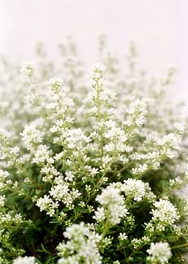 Delicate White Wildflowers