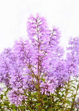 Purple Flowers on White Background