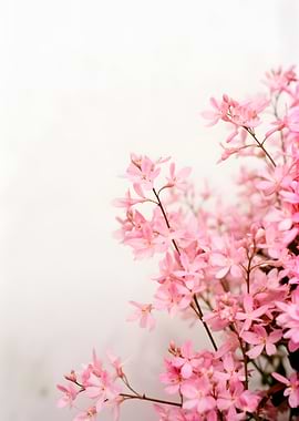 Delicate Pink Flowers