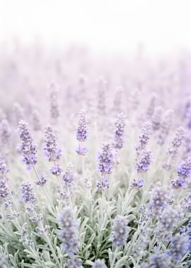 Lavender Field Close-up