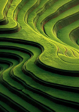 Lush Green Rice Terraces