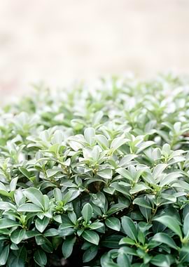 Lush Green Bush with Soft Background