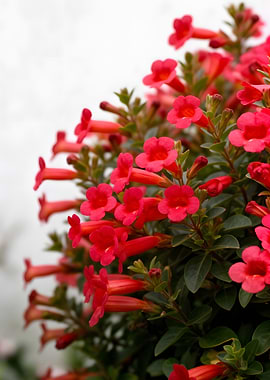 Vibrant Red Trumpet Flowers