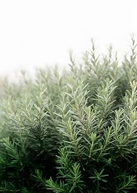 Rosemary Bush with White Background