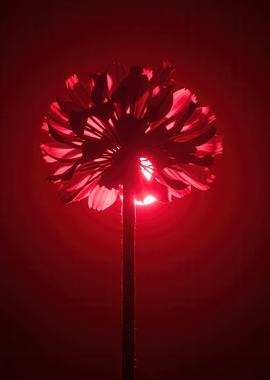 Red Flower Backlit