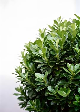 Green Bush with White Background
