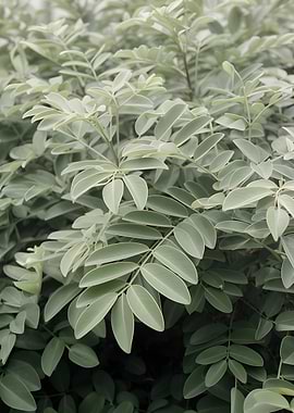 Close-up of Green Foliage