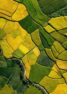 Aerial View of Colorful Rice Terraces