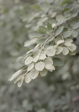 Close-up of Dusty Green Leaves on a Branch