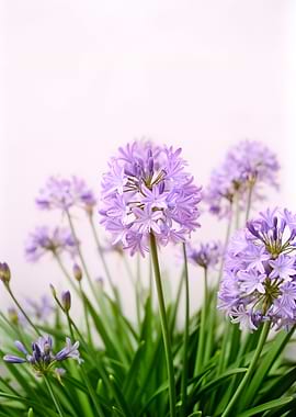 Purple Agapanthus Flowers