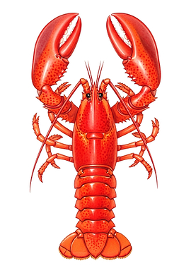 Illustration of a Red Lobster