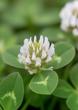 White Clover Flower Macro