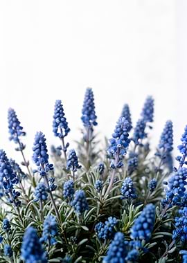 Blue Grape Hyacinth Flowers