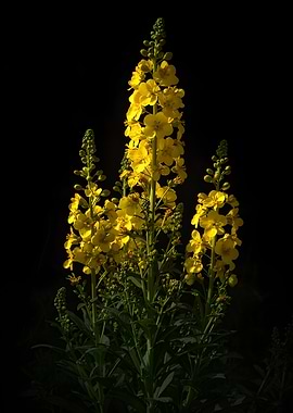 Yellow Flowers Against Black Background