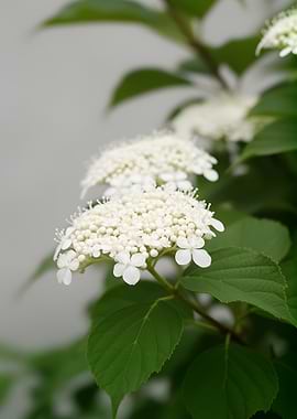 Delicate White Hydrangea Flowers
