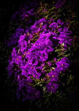 Vibrant Purple Flowers in Sunlight