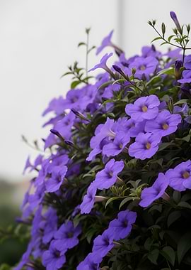 Vibrant Purple Flowers in Bloom