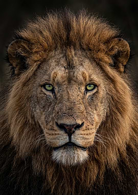 Close-up of a Male Lion's Face