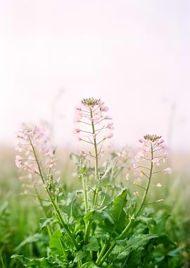 Delicate pink wildflowers in a meadow