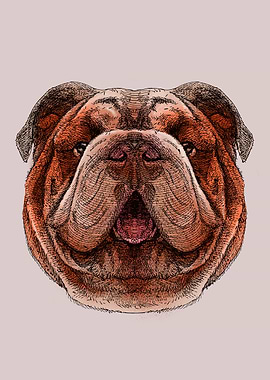 Bulldog Portrait with Open Mouth