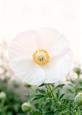 White Poppy Flower