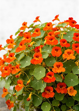 Vibrant Orange Nasturtiums in Bloom