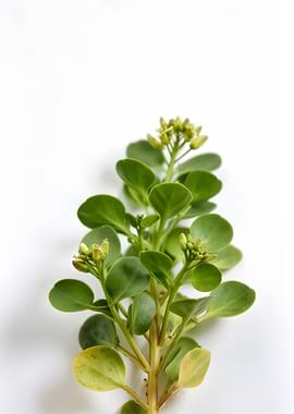 Green plant with small buds