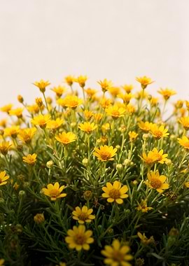 Field of Yellow Daisies