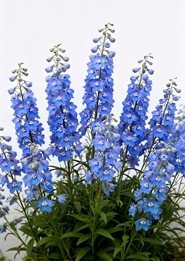 Blue Delphinium Flowers