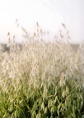 Field of Oats in Soft Light
