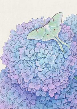 Luna Moth on Hydrangeas